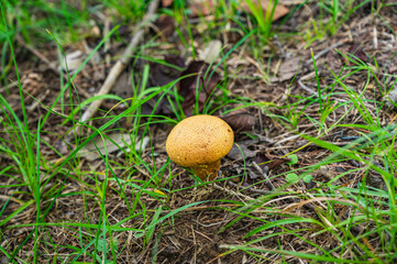 スミレホコリタケ