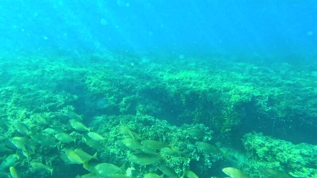 Fauna marina en el mar mediterr&aacute;neo 