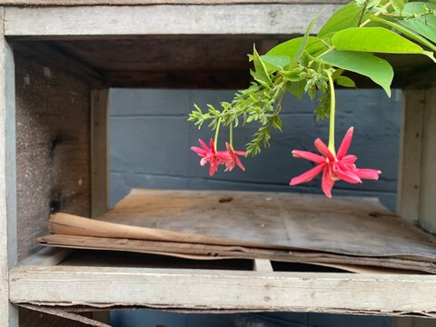 pink and white flowers, Fragrant flowers change color of Rangoon creeper in front of wooden cupboards 