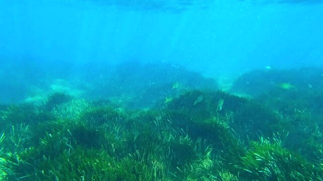 Fauna marina en el mar mediterr&aacute;neo en busca de alimento entre algas