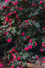 Altstadt alte winterfeste große Camelia japonica
