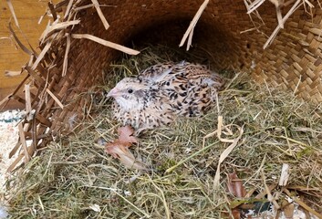 laying quail bird  in nest
