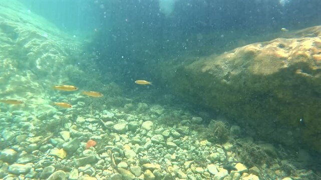 Peces buceando en agua de rio muy clarita 