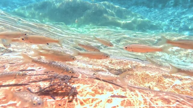 Peces buceando en agua de rio muy clarita 