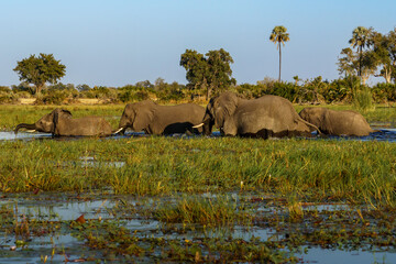 Obraz premium Herd of elephants crossing the Okavango delta in Botswana