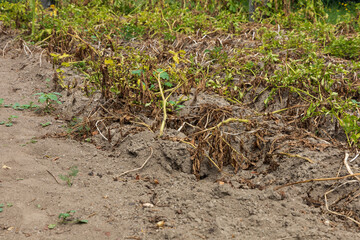 A bed where potatoes are planted. There are potatoes in the ground and above ground.