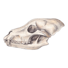 Wolf skull. Watercolor hand drawn illustration of a wild animal skeleton. Clipart on a white background on the theme of hunting, animal husbandry, anatomy, mysticism.