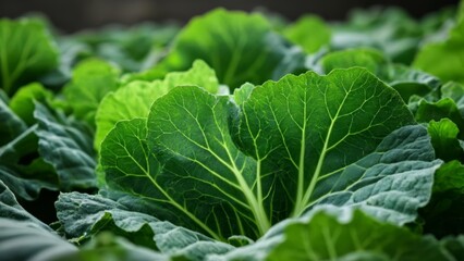  Vibrant green leafy vegetables closeup