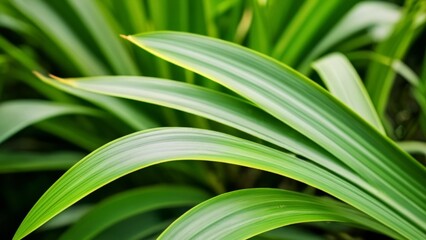 Obraz premium Vibrant green leaves in natures palette