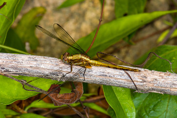 Dragonfly sits on a branch. Macro photo of a dragonfly