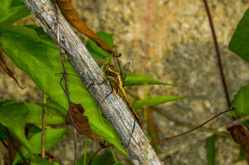 Dragonfly sits on a branch. Macro photo of a dragonfly