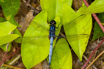 Dragonfly sits on a branch. Macro photo of a dragonfly