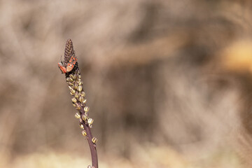 Chinche de Campo Común 