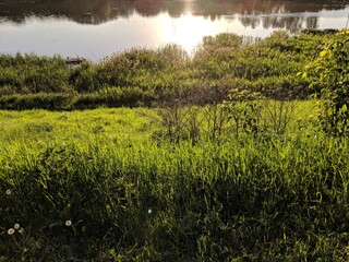 rice field at sunset
