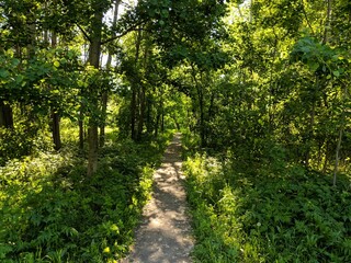 path in the park