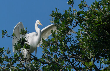 White Heron in a tree