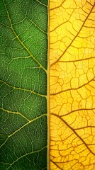 Tree Leaf Close-Up, Half Green, Half Yellow, Photo Realistic, Texture, Pattern Background, Wallpaper, Cover and Screen for Smartphone, PC, Laptop, 9:16 and 16:9 Format