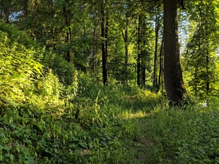 Obraz premium green forest in the morning