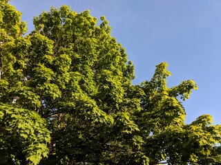 green leaves against sky