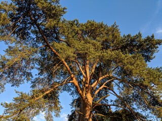 trees and sky