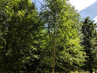 Fototapeta premium trees in the forest