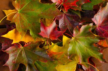 Foliage in the park. Autumn fall leaves of maple trees. Autumn fall leaves in sunlight. Natural autumn background. Autumnal background. Foliage, falling leaves background. Autumn leaf. Autumnal mood.