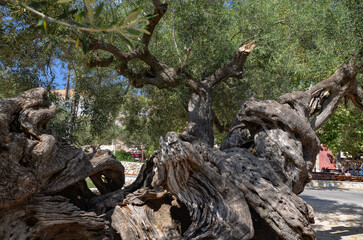The oldest olive tree in Greece on the island of Zakynthos