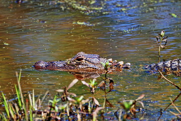 Texas Wetland Alligator