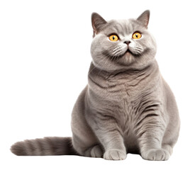 Obraz premium PNG British shorthair cat smiling animal mammal pet.