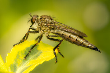 Robber fly watching for prey while preched on a yellow and green leaf with green blurred background