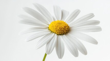 Fototapeta premium A delicate white daisy with a yellow center, the light gently passing through the translucent petals, set against a bright white backdrop