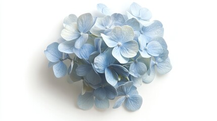 A pale blue hydrangea, its small, delicate translucent petals forming a full bloom against the white background