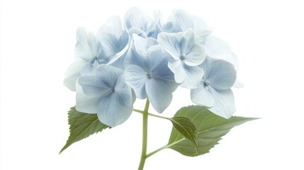Naklejka premium A pale blue hydrangea, its small, delicate translucent petals forming a full bloom against the white background