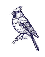 Red cardinal, flying bird, realistic  illustrations, vector sketch, engraving style