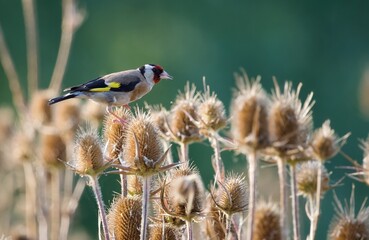 goldfinch on the wild teasel
