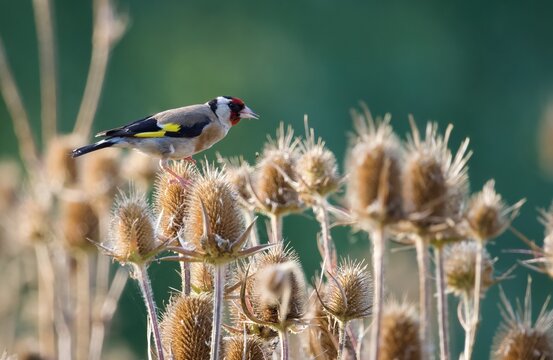 goldfinch on the wild teasel
