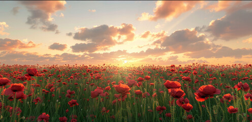 A field of red flowers with a beautiful sunset in the background