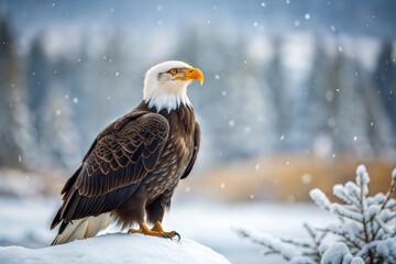 Obraz premium Majestic bald eagle perched on snowy mound with piercing gaze