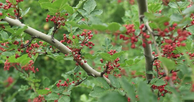Red sichuan pepper fruits on tree in the nature