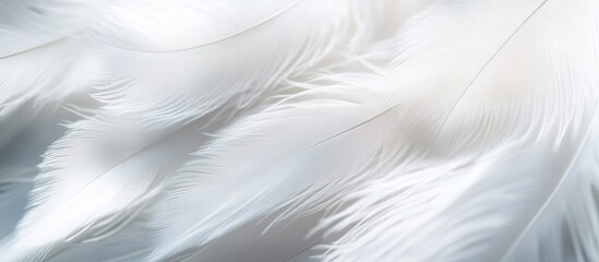 Fototapeta premium White Feather Texture