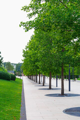 Avenue of sycamore trees in a public park in summer