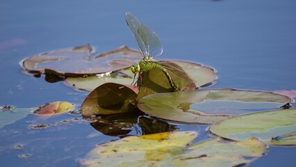 dragonfly in the pond