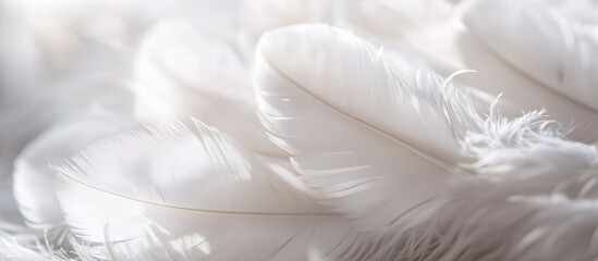 Obraz premium White Feathers Close-up