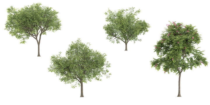 3d rendering of Locusts,Cassia javanica trees on transparent background