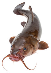Obraz premium PNG Photo of catfish animal white background underwater.