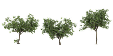 Set of Black Olive plants isolated on transparent background © Saifstock