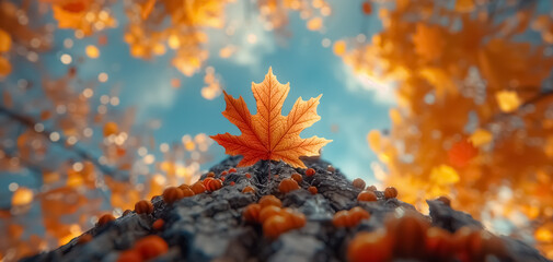 Deep autumn photography, colorful trees, golden autumn details