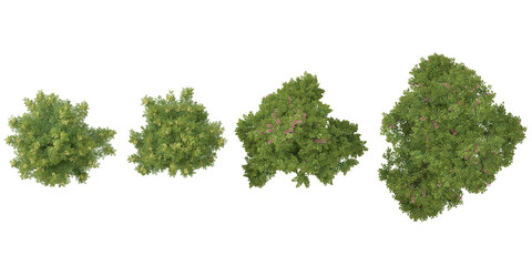 set of Cassia javanica trees on transparent background from top view