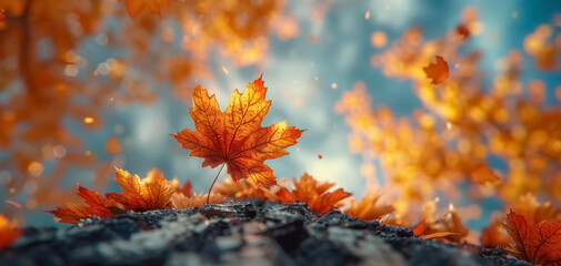 Deep autumn photography, colorful trees, golden autumn details