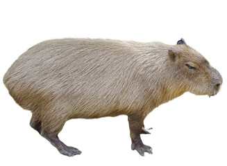 Capybara (Hydrochoerus hydrochaeris) isolated on white background